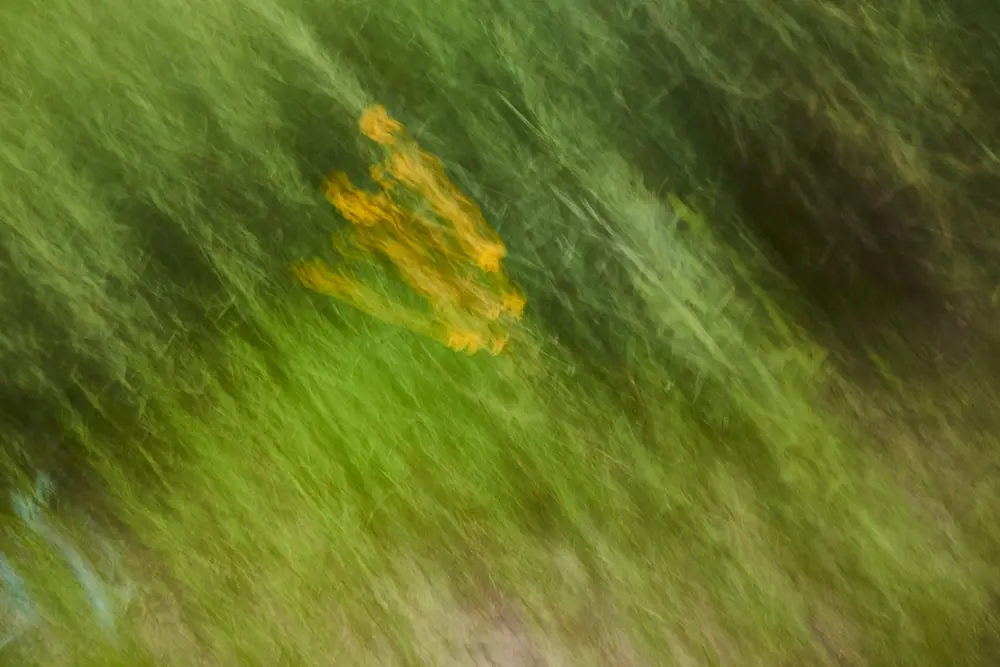Naturaleza y movimiento, Virgilio De Mier · fotografía 2 de 4