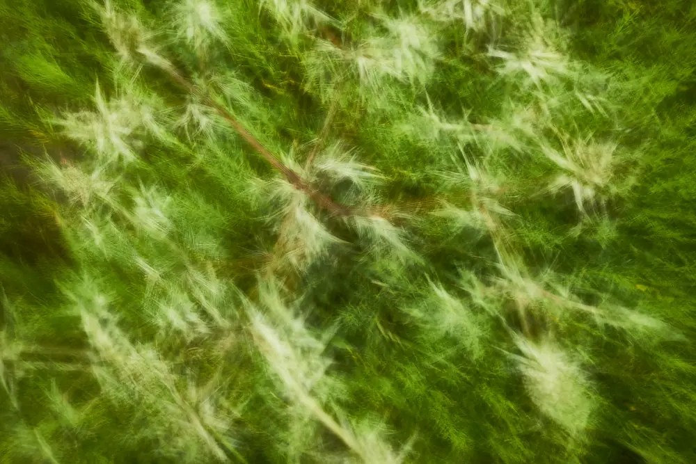 Naturaleza y movimiento, Virgilio De Mier · fotografía 3 de 4