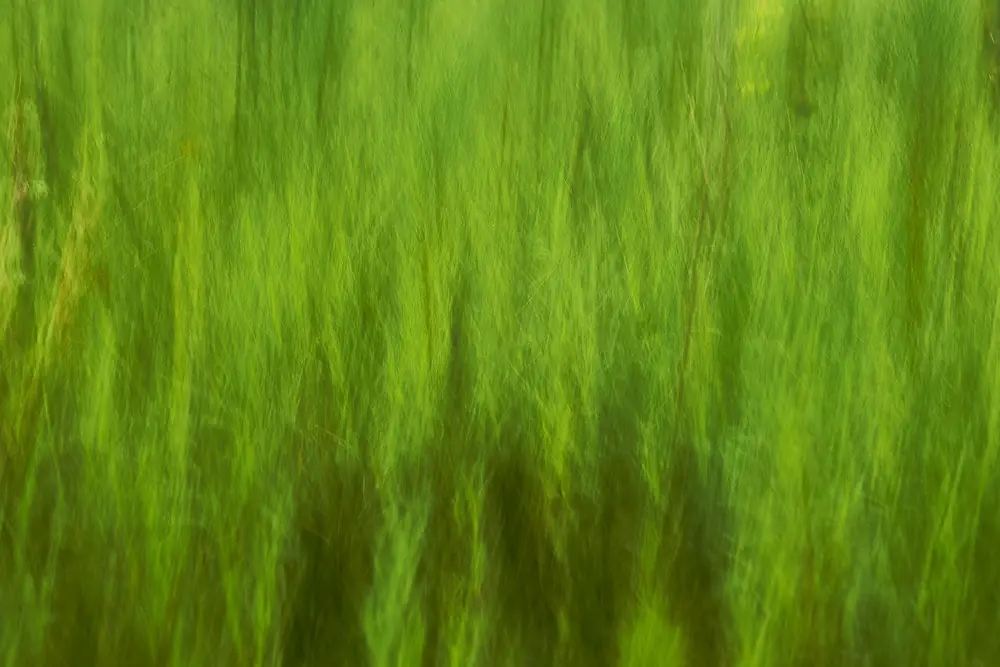 Naturaleza y movimiento, Virgilio De Mier · fotografía 4 de 4