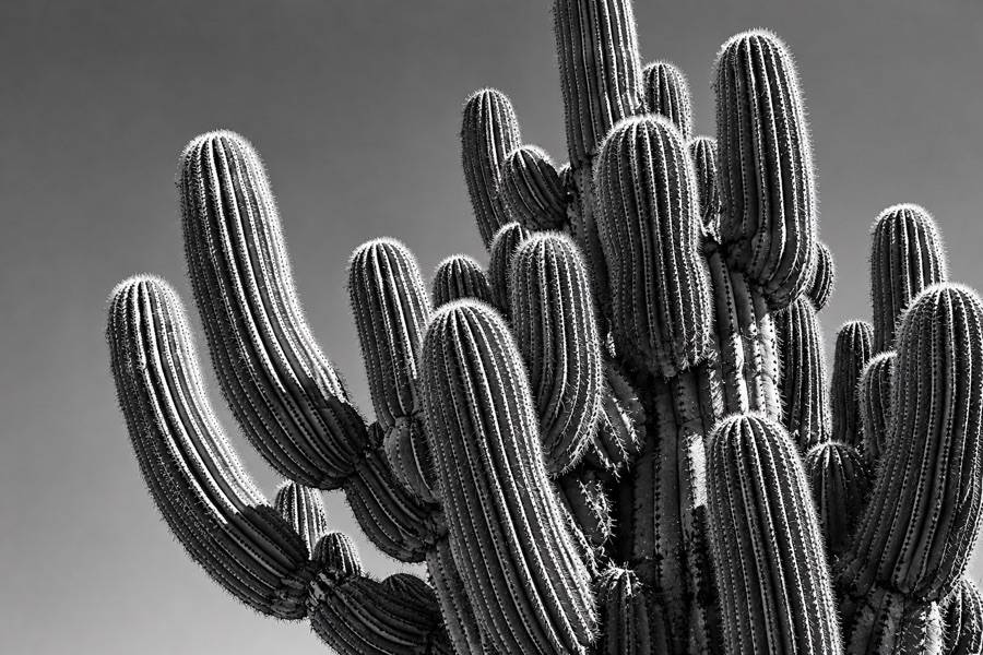 Fotografía en blanco y negro de Virgilio De Mier